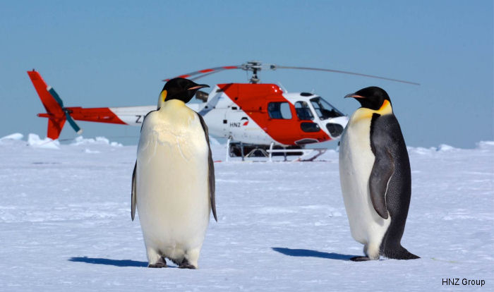 penguin antarctica nz helicopters