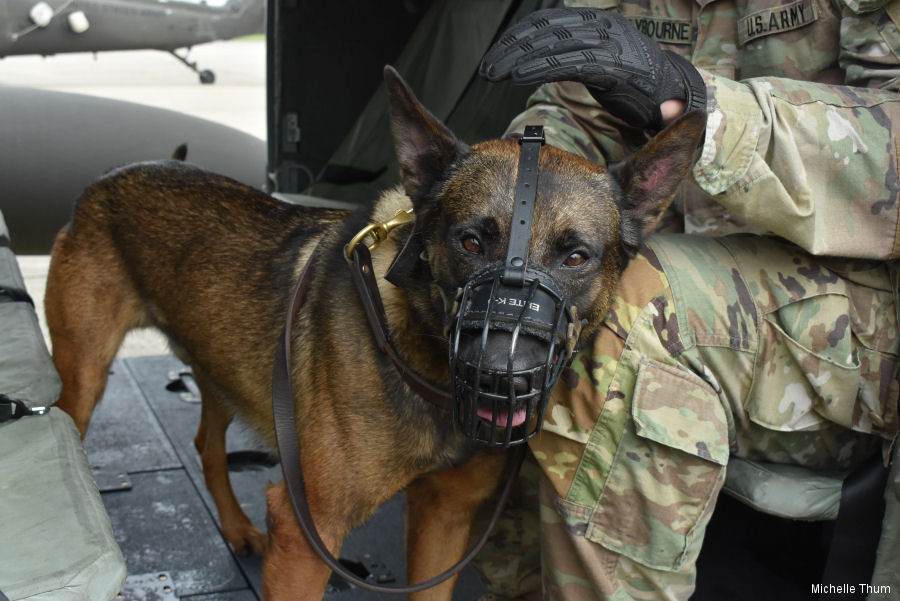 US Army Military Dogs get Medical Evacuation Training in Germany